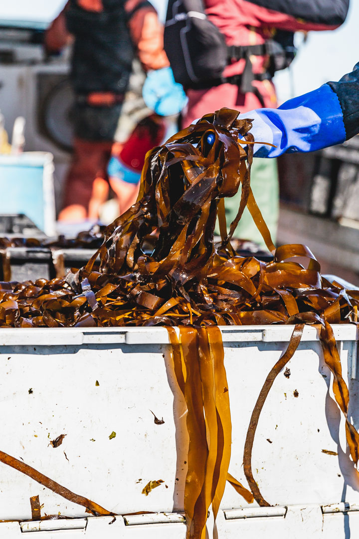 Farmed Seaweed Expands With New Products—Kelp Kimchi, Anyone? Maine Boats Homes & Harbors